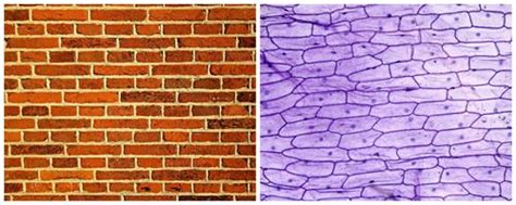 how are cells similar to a brick building